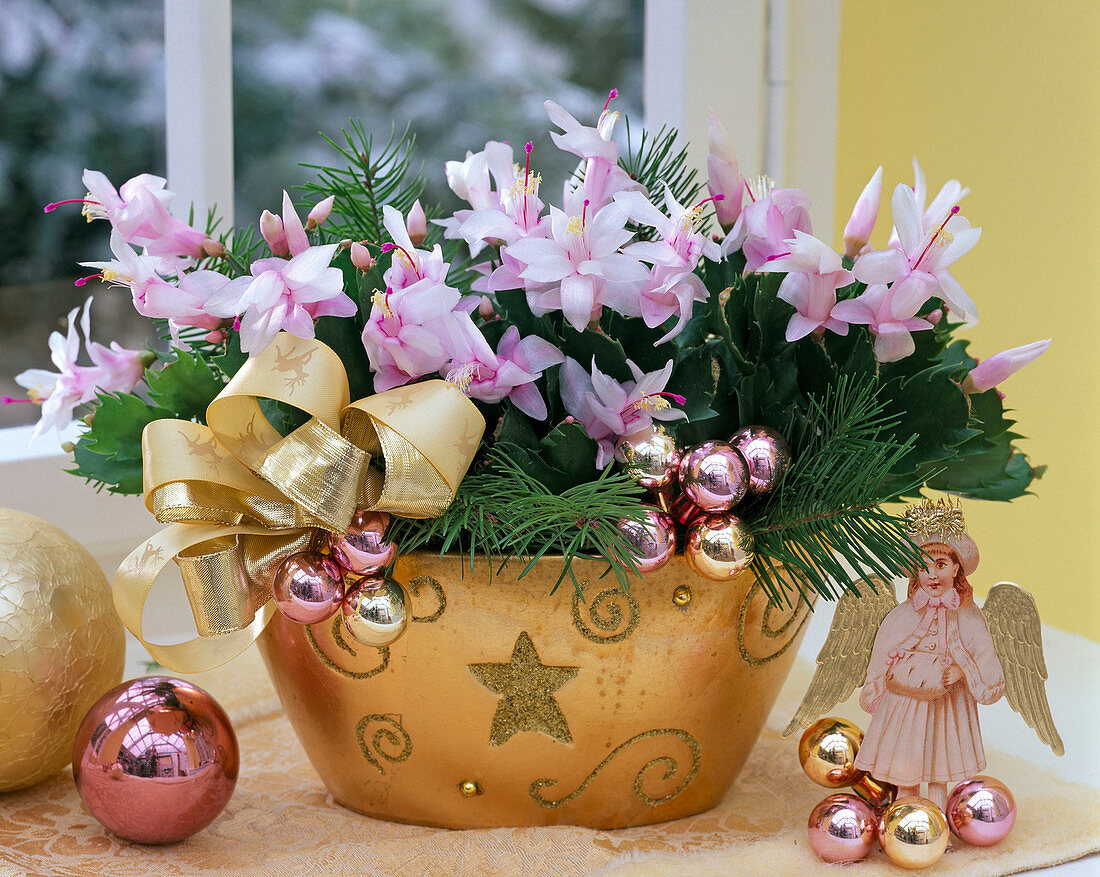 Schlumbergera (Christmas Cactus) Pink, with Christmas tree balls