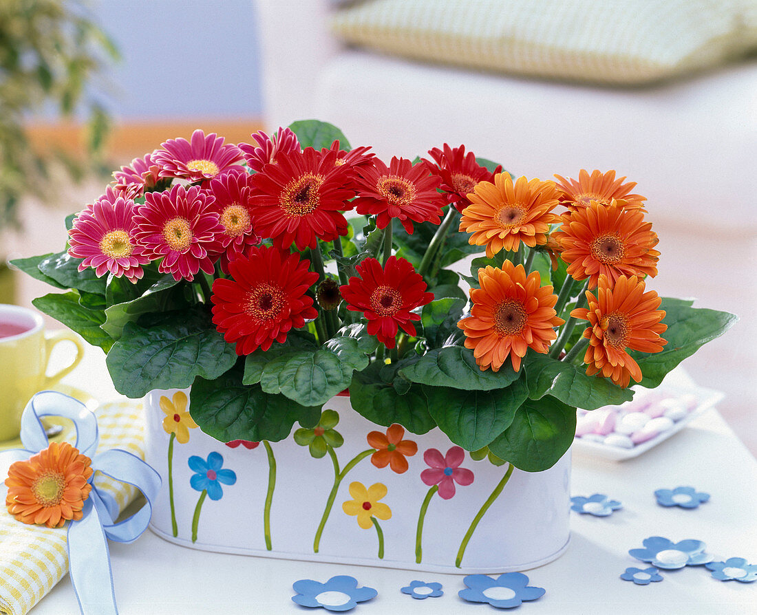 Gerbera in Jardiniere mit Blumen-Motiven auf dem Tisch, Deko-Blumen