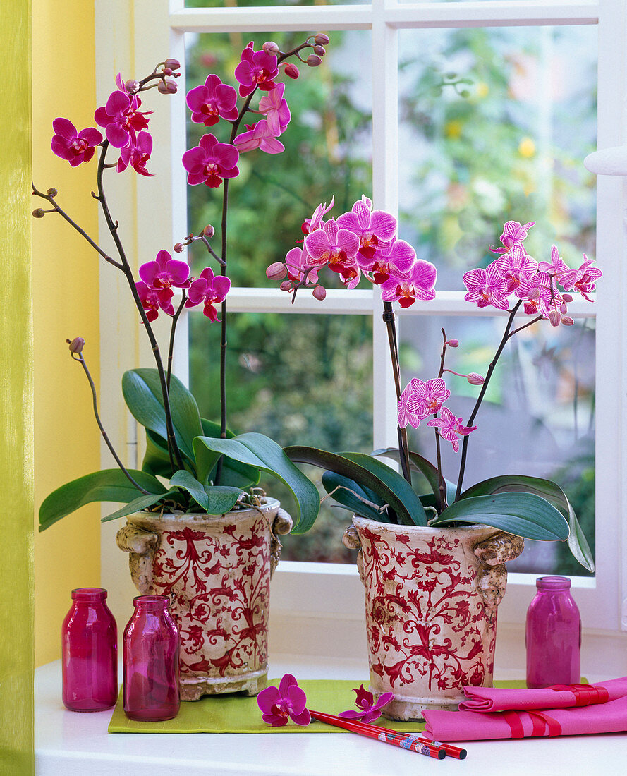 Phalaenopsis in pink and rose in patterned planters