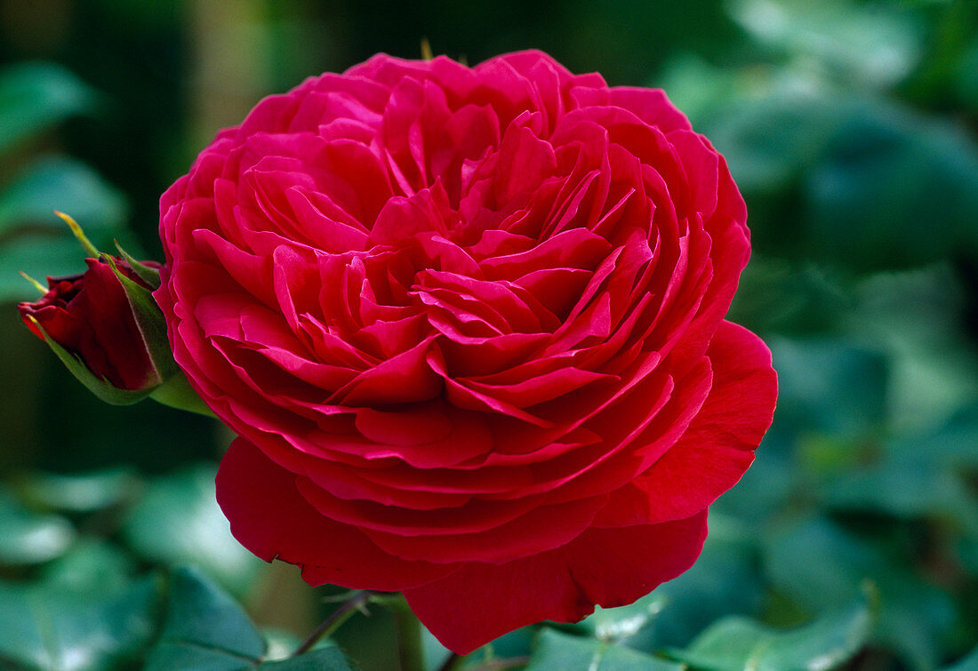 Rosa 'Red Leonardo Da Vinci' (Nostalgische Rose)