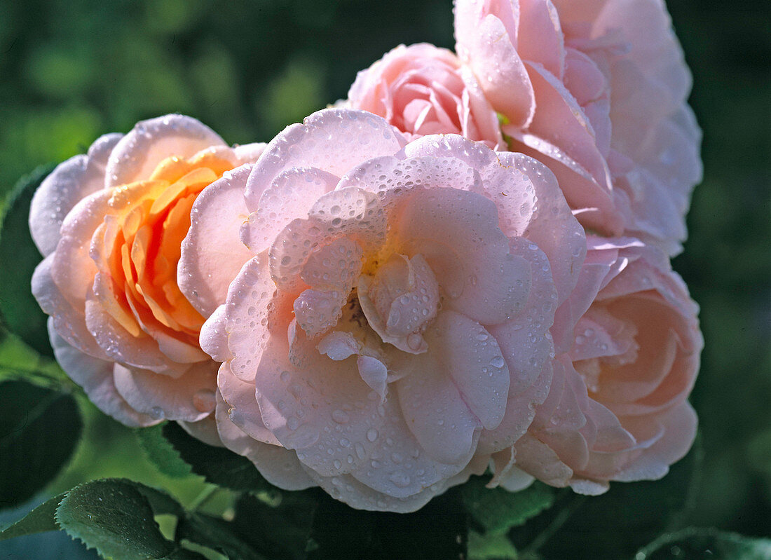 Rose 'Bordure Nacrée' (bed rose)