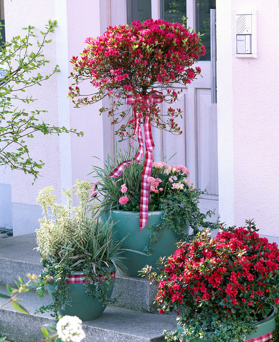 Rhododendron (Japanese azalea) in pots on the doorstep