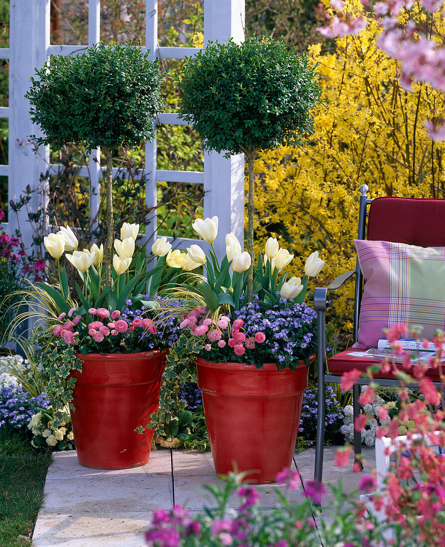 Buxus (box stems) in red tubs