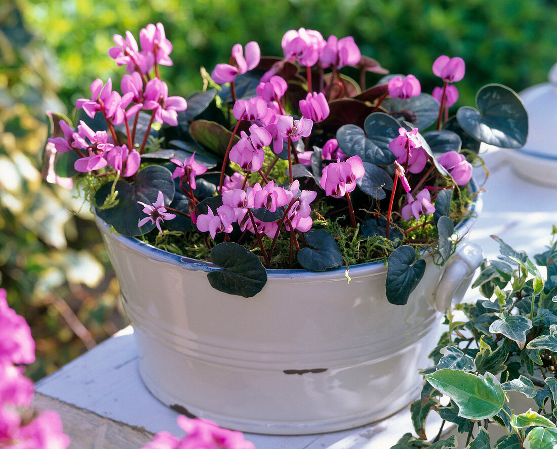 Cyclamen coum (Frühlingsalpenveilchen) in Großmutters emaillierter Schüssel