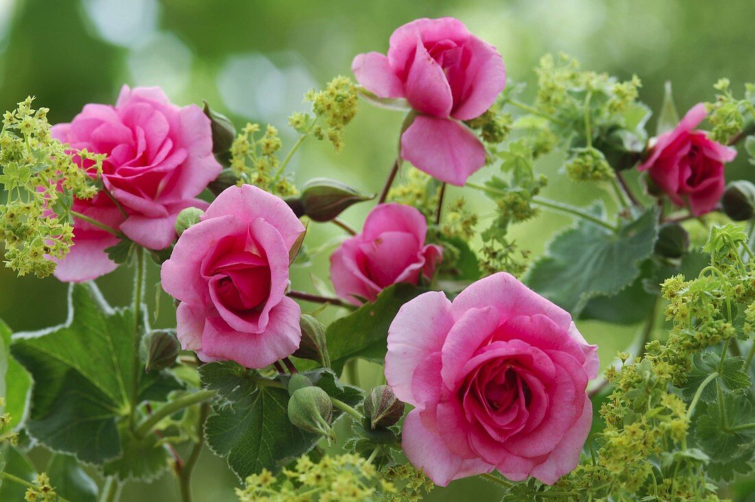 Rosa 'Medley Pink' (Beetrose), öfterblühend, kein Duft, Alchemilla
