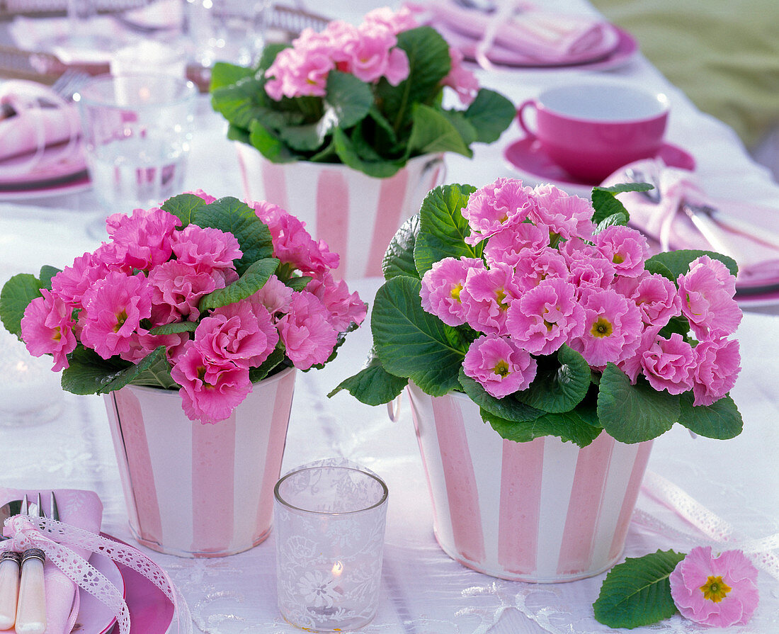 Primula (Primeln, rosa, gefüllt) in gestreiften Übertöpfen auf gedecktem Tisch