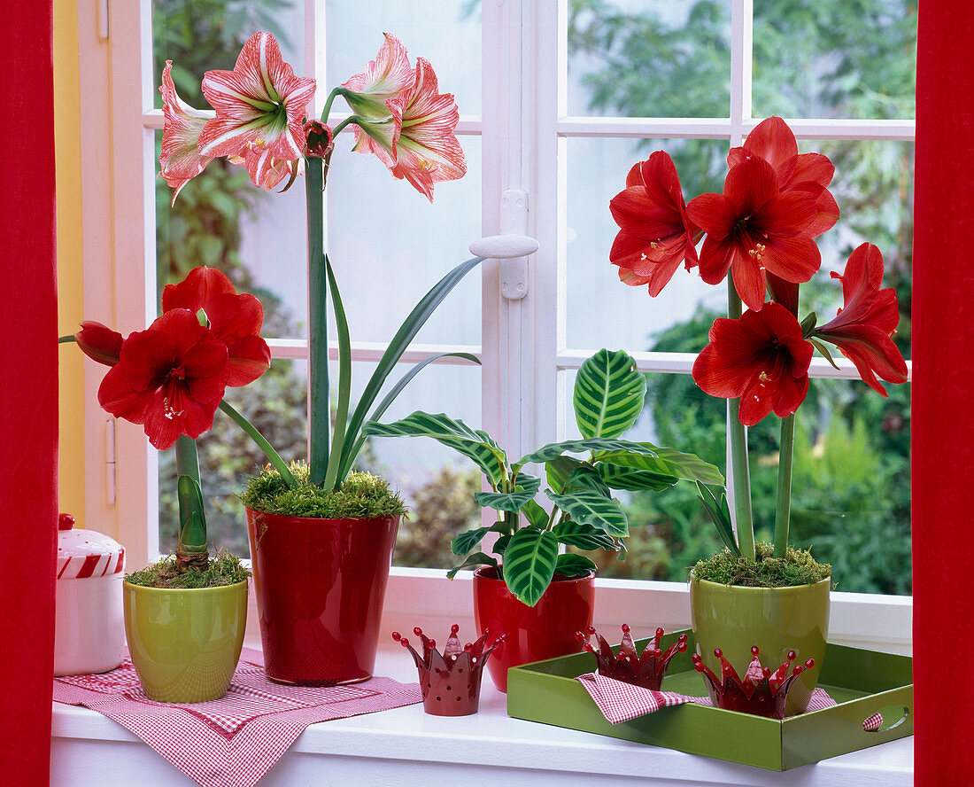 Hippeastrum (Amaryllis) in red and striped at the window