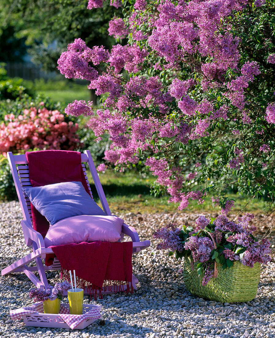 Purple folding chair in front of Syringa (lilac)
