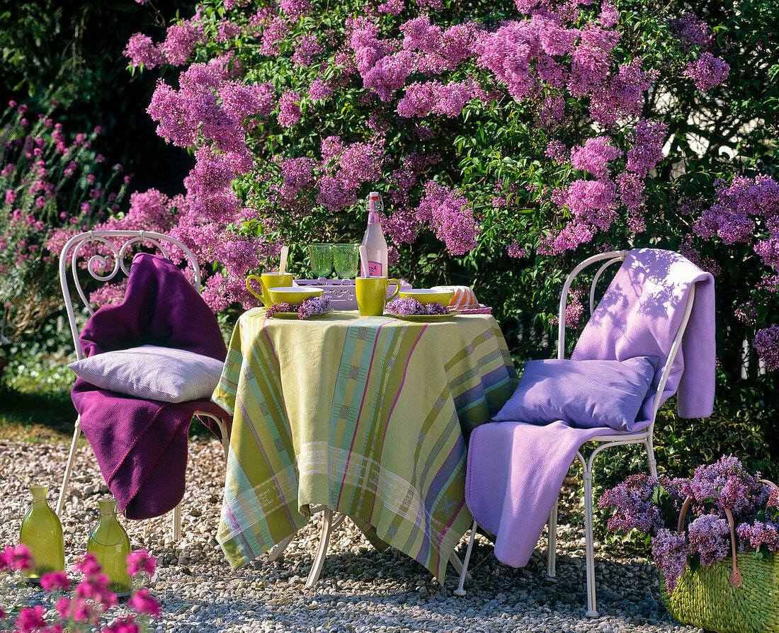 White metal garden furniture in front of blooming syringa (lilac)