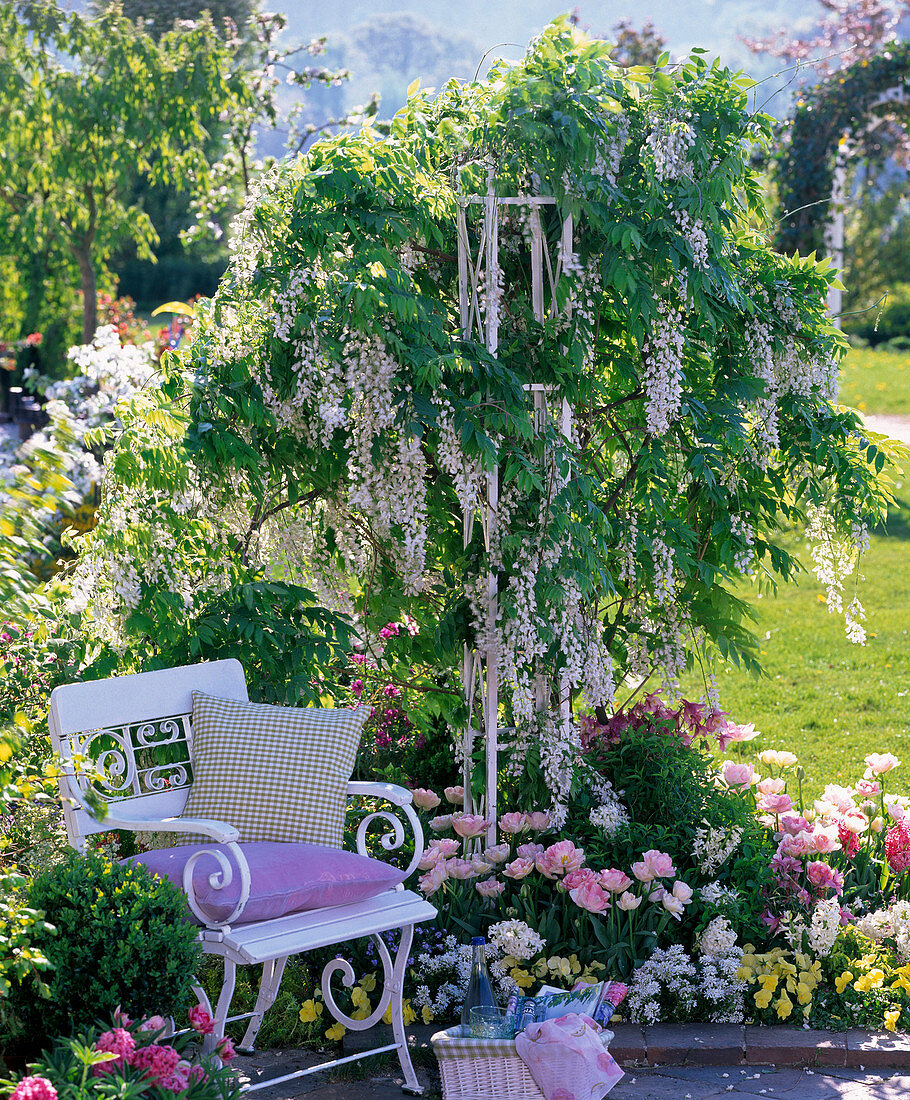 White garden chair next to fragrant white wisteria (wisteria)