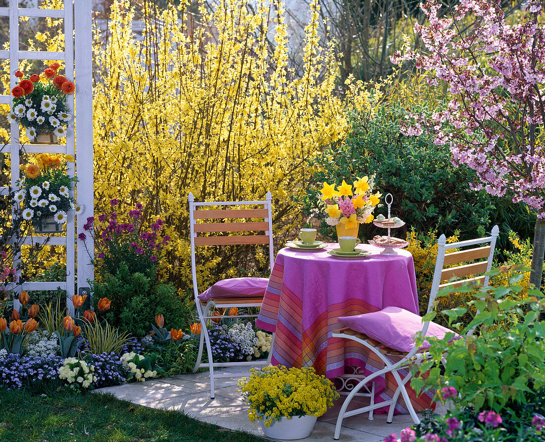 Seating on a small terrace in front of blooming forsythia
