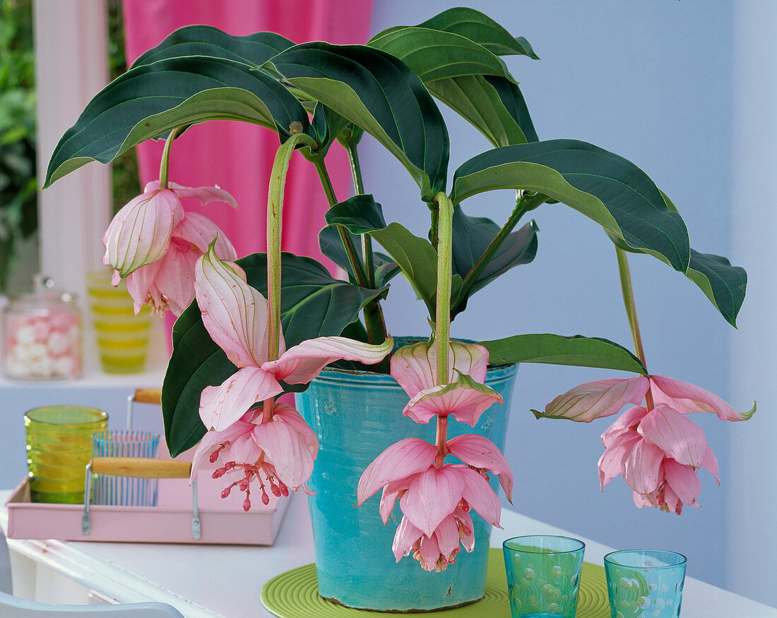Medinilla in turquoise planter on the shelf, candle glasses