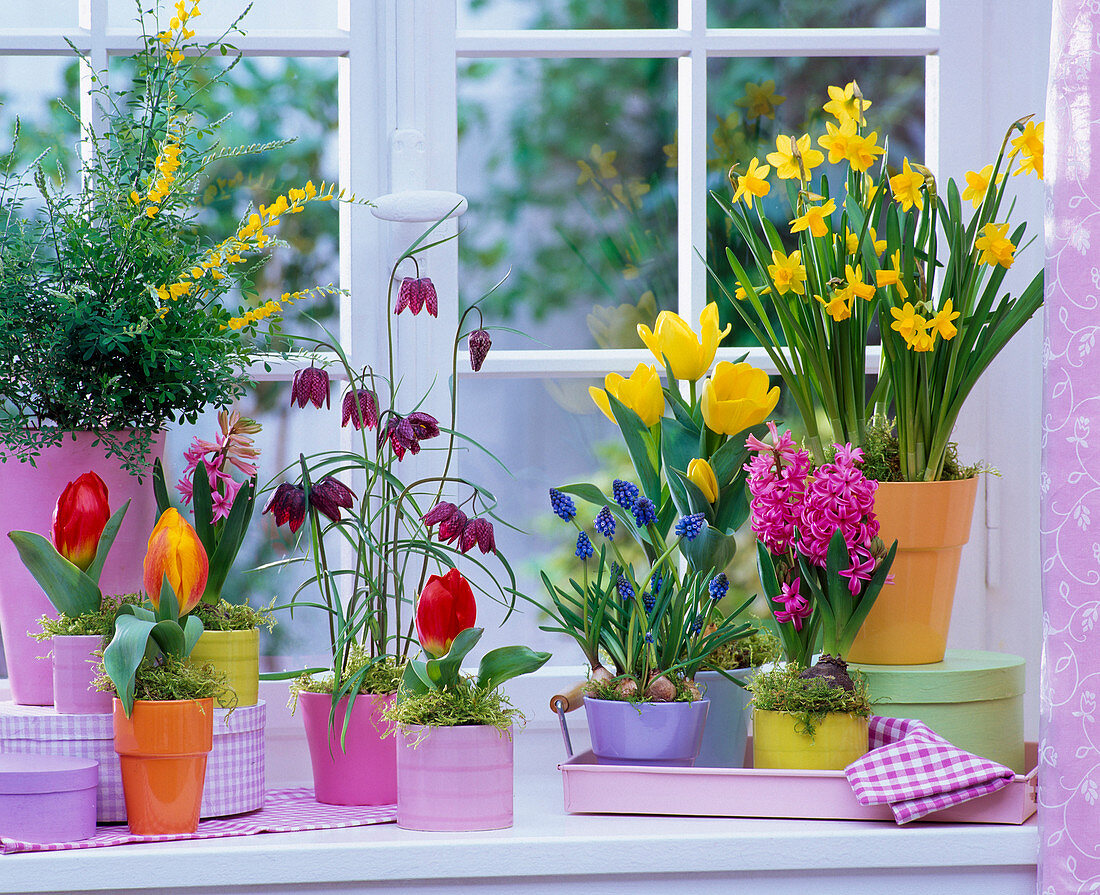 Spring flowers at the window