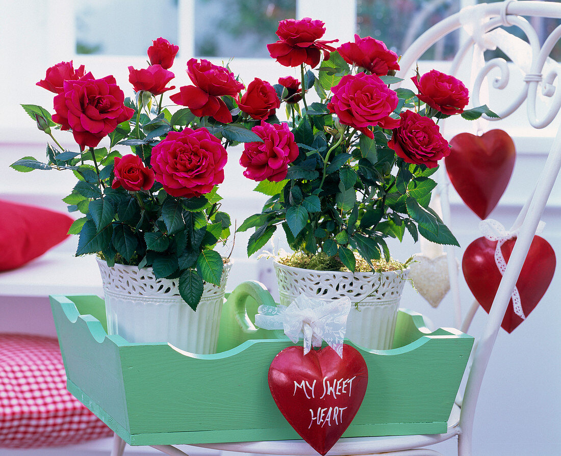 Rose (potted roses) with red hearts
