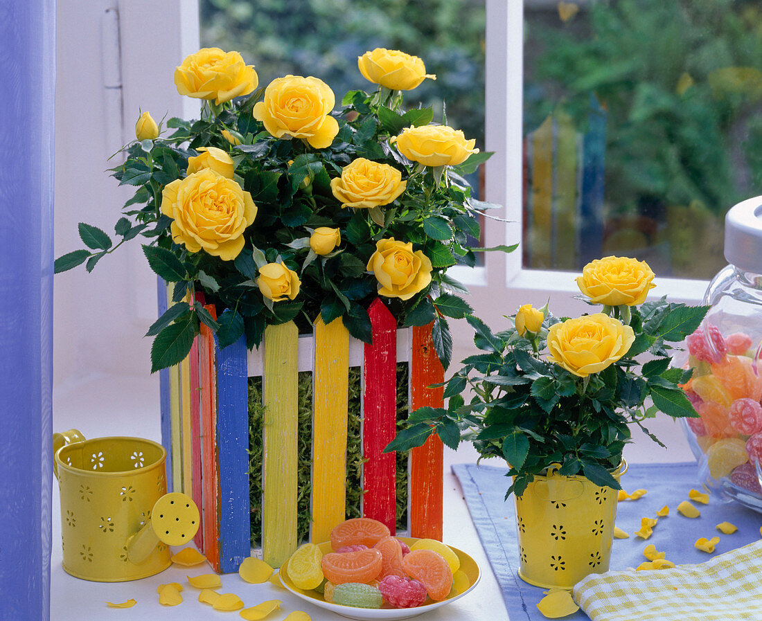 Rose in colorful woodchip box at the window, cup with sweets