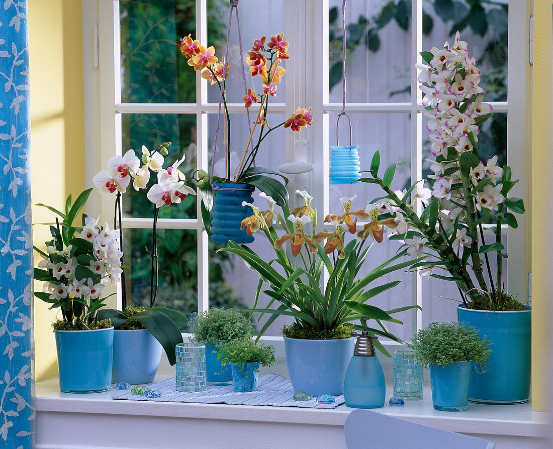 Themenfenster: Thema Orchideen