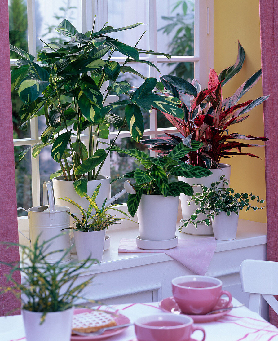 Themenfenster: Thema buntlaubige Pflanzen