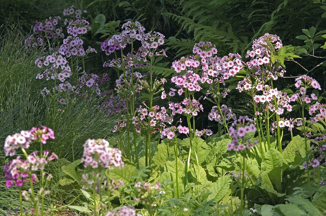 Primula japonica (plank primrose)