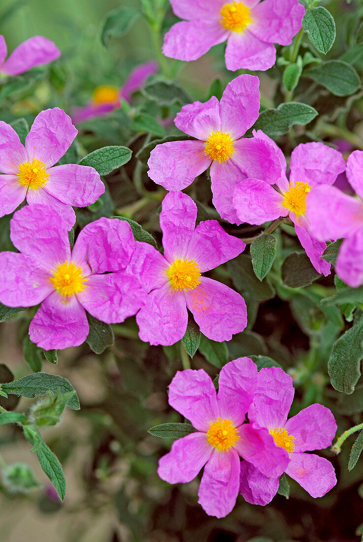 Cistus (Cistus)