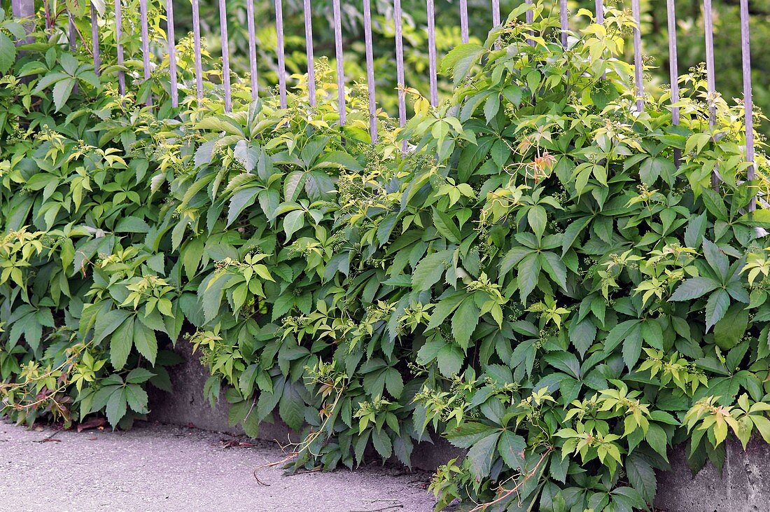 Parthenocissus quinquefolia (wild wine)