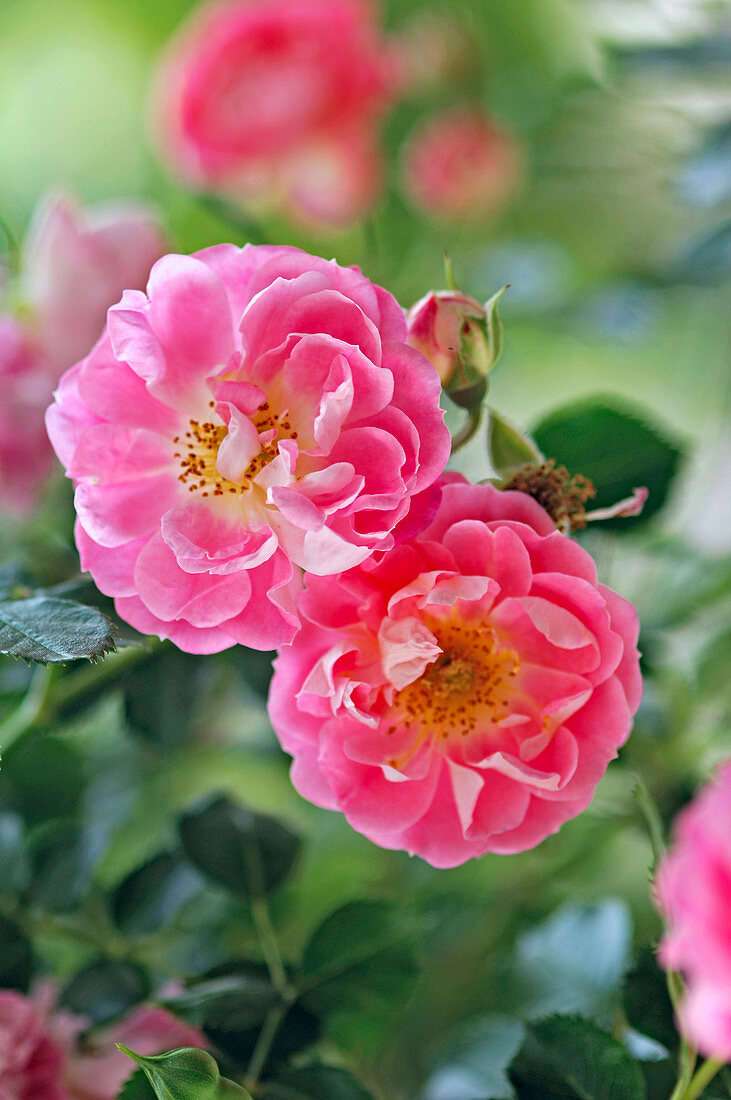 Flowers of Rosa 'Charming', dwarf rose, slightly fragrant, healthy, robust