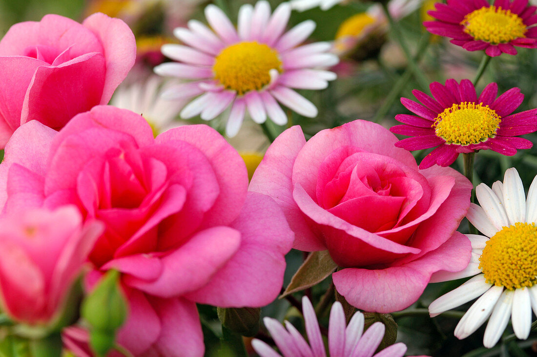 Flowers of pink 'Medley Pink' (rose), Chrysanthemum coccineum