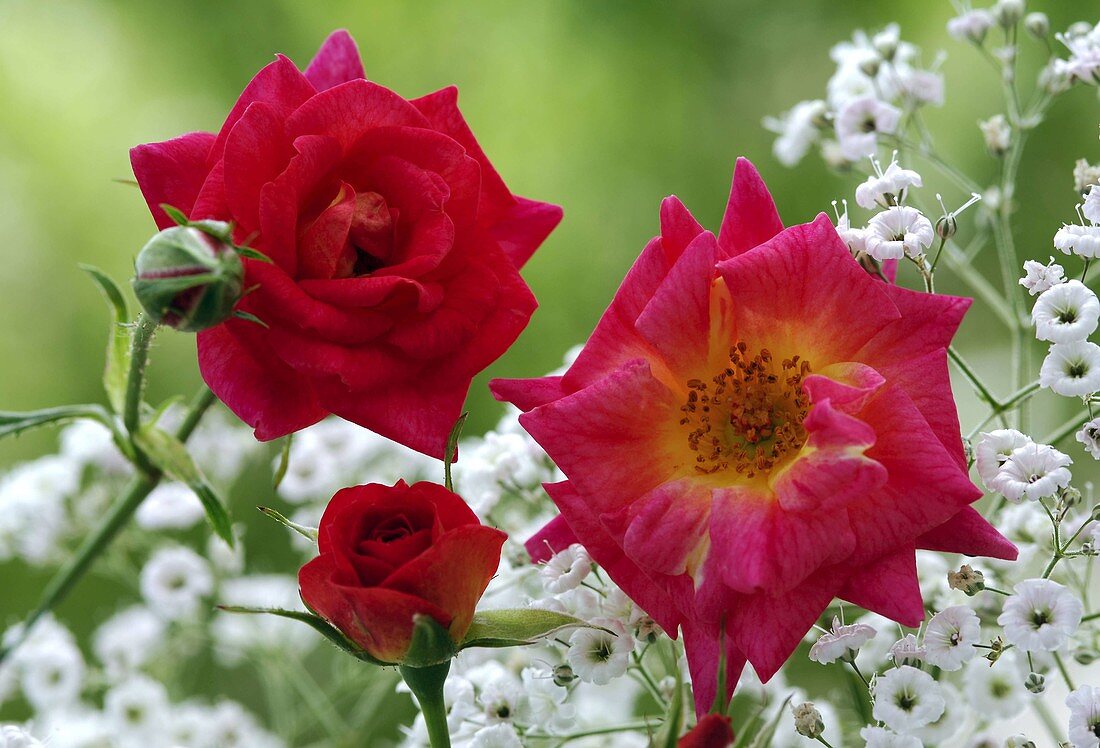 Rosa 'Canzonetta' (Beetrose von N, öfterblühend, gut geeignet für kleine Gärten