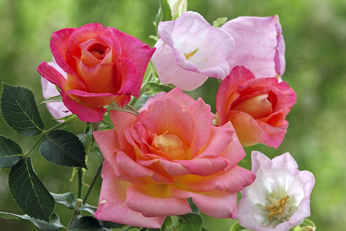 Rose 'Inspiration', often flowering, Breeder-Noack, Campanula