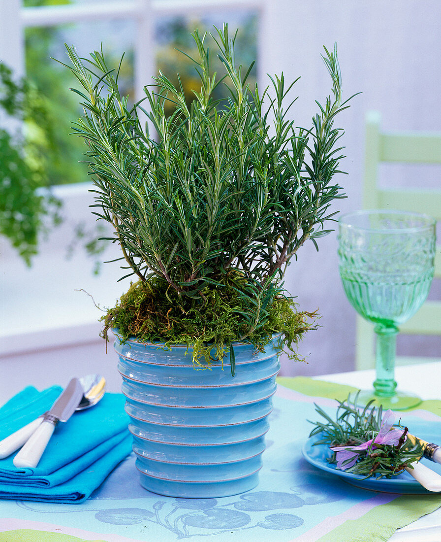 Rosemary (rosemary) in blue planter