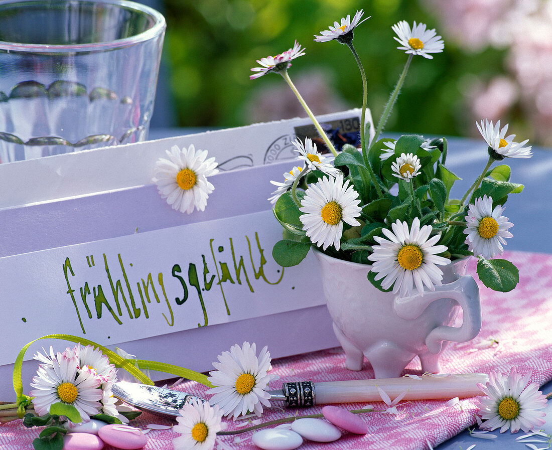 Bellis perennis (Gänseblümchen) in kleiner Tasse mit Füßchen