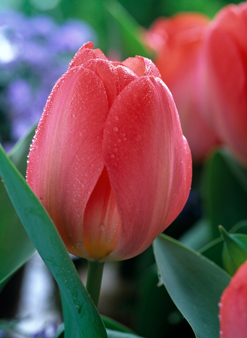 Tulipa 'Pink Impression' (Darwin - Tulpe)
