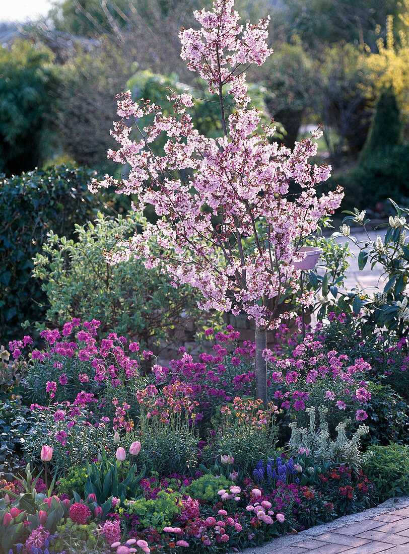 Prunus kurilensis 'Ruby' (rosa Kurilenkirsche)