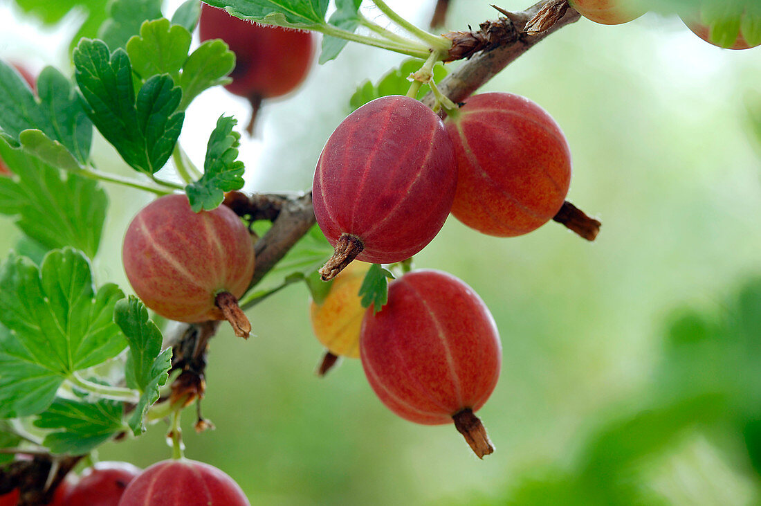 Ribes 'Hinnonmäki' red (gooseberry), resistant to mildew