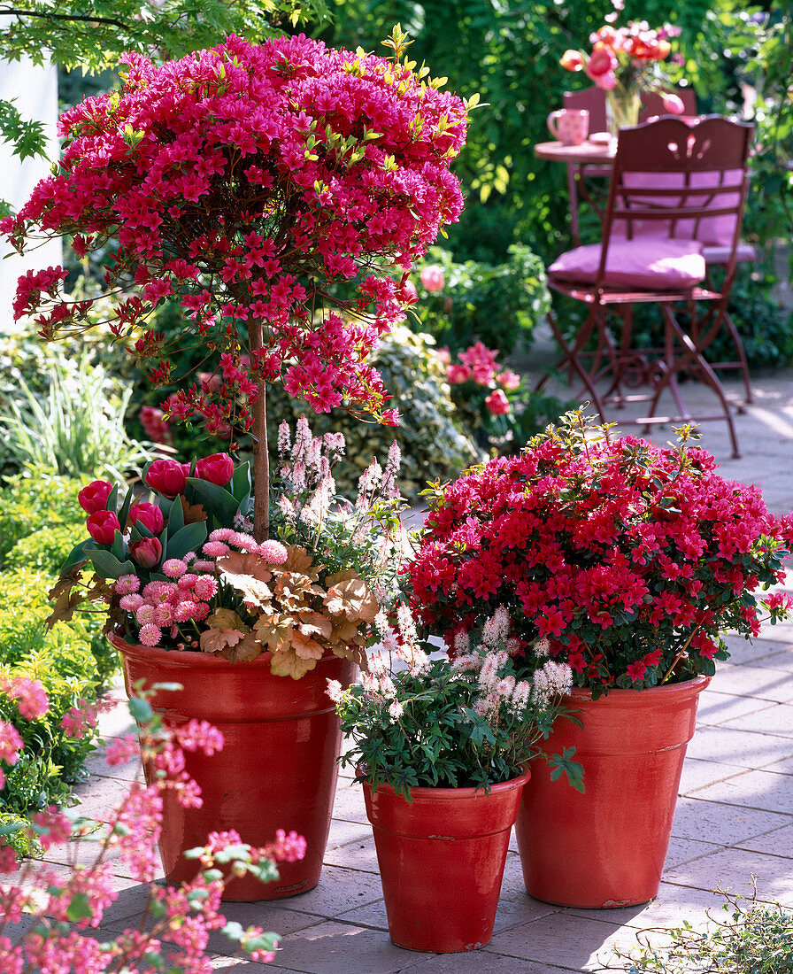 Rhododendron 'Toreador', 'Hino Crimson' (Japanese azalea)