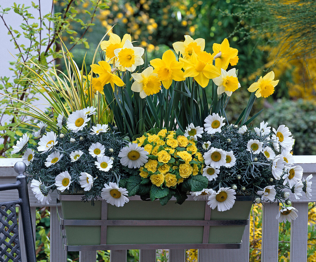 White-yellow planted box with Narcissus, Chrysanthemum
