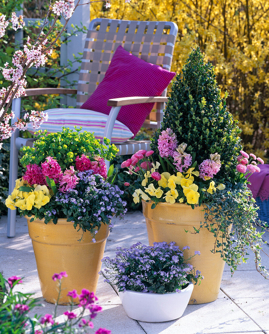 Buxus (Buchskegel), Hyacinthus (Hyazinthen), Viola Bingo 'Clear Yellow'