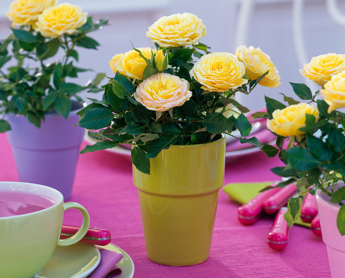 Rosa (Topfrosen), gelb in bunten Übertöpfen