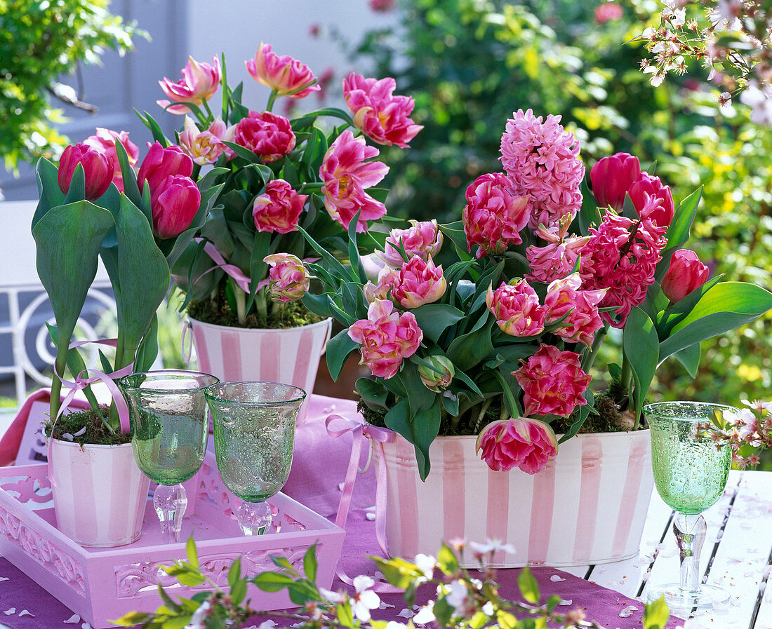 Tulipa 'Peach Blossom' 'Pink Impression' (Tulpen)