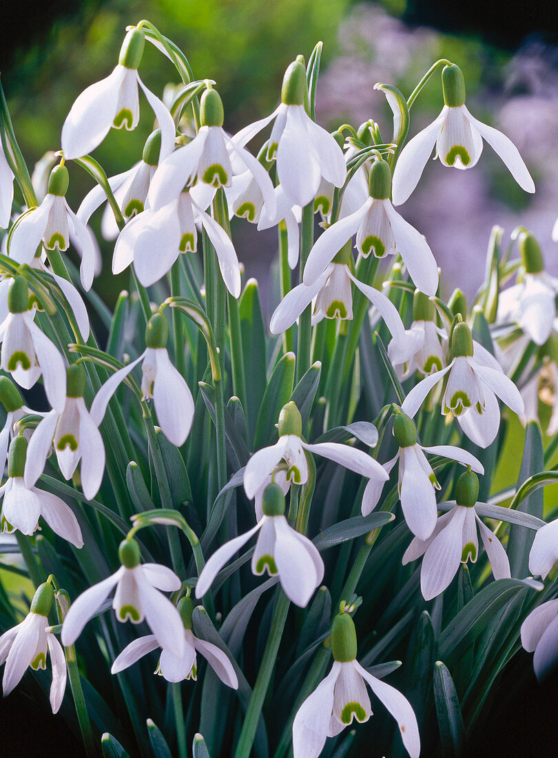 Galanthus nivalis (Schneeglöckchen)