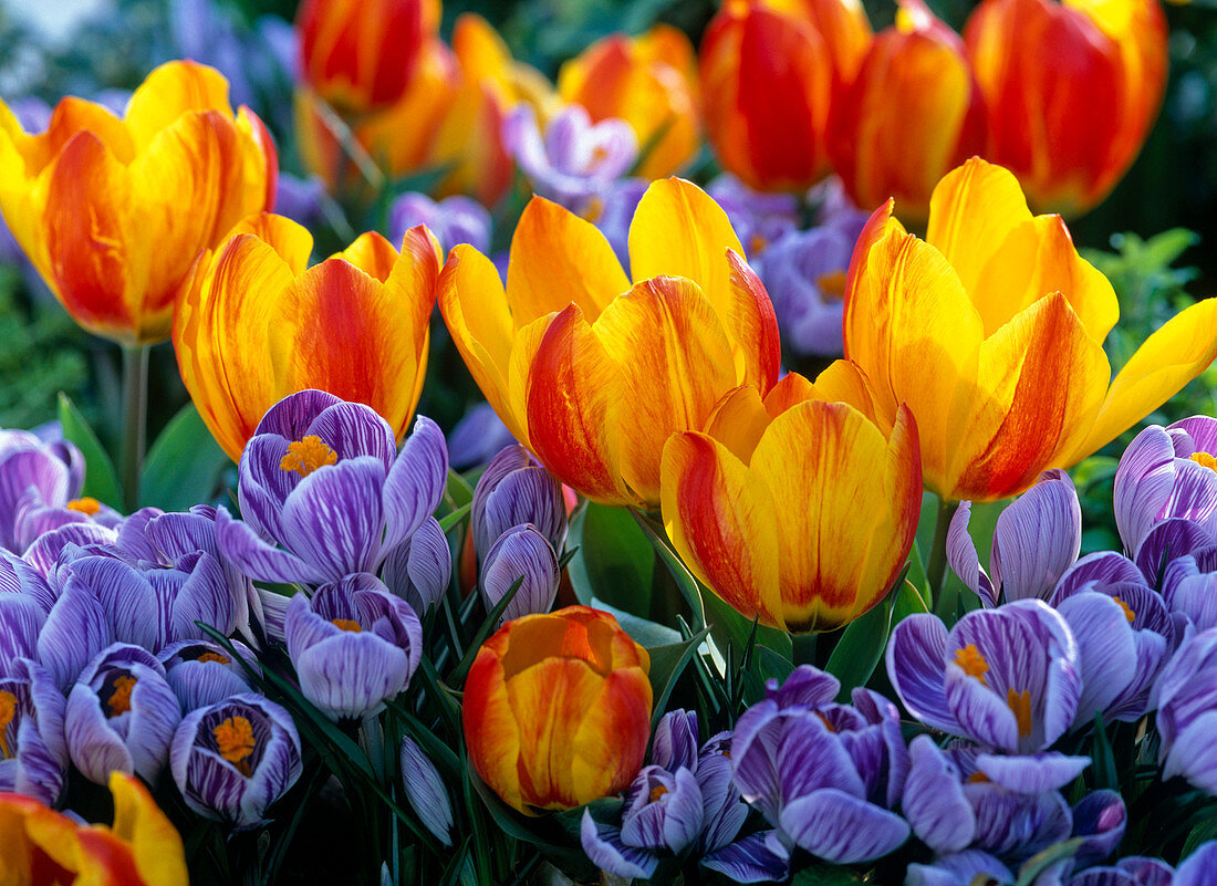 Tulipa 'Flair' (Tulpen), Crocus 'Pickwick' (Krokusse)