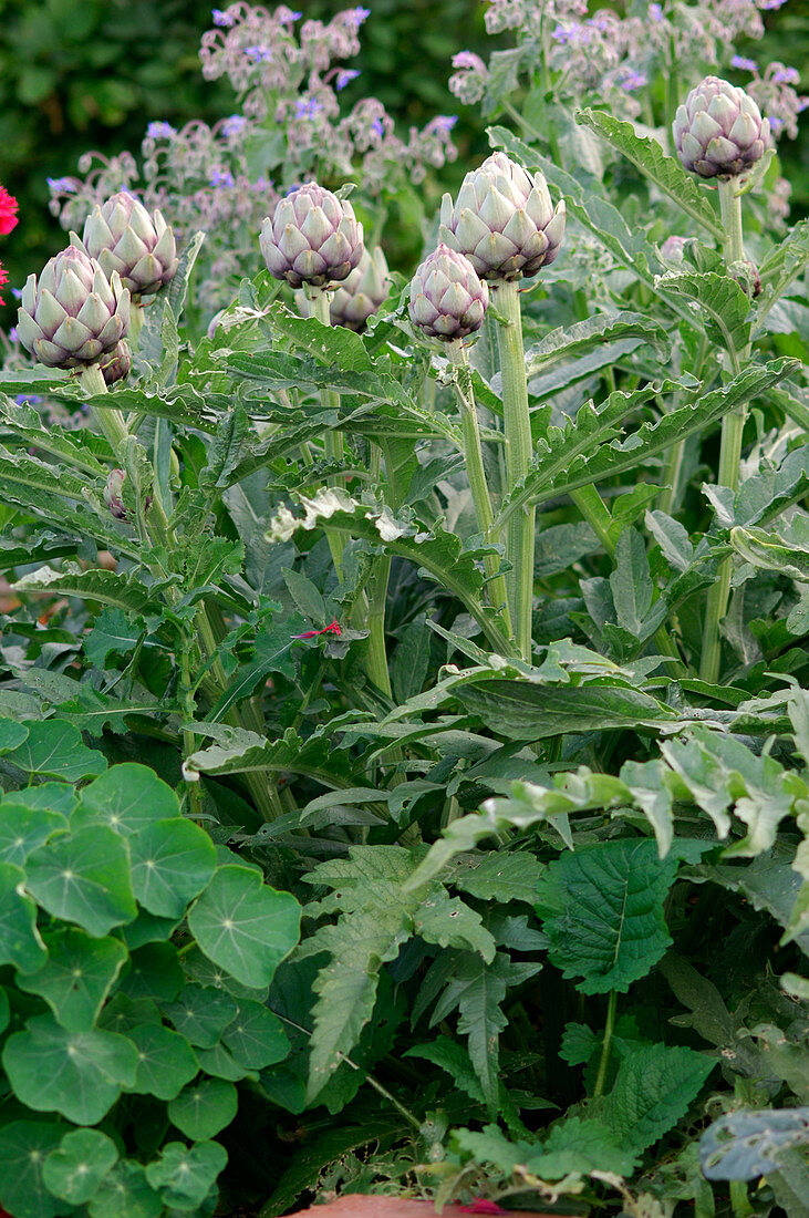 Cynara scolymus (Artischocken)