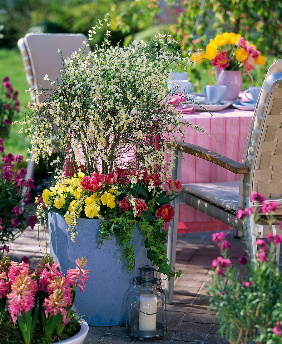 Cytisus praecox (Elfenbeinginster) unterpflanzt mit Tulipa 'Peach Blossom'