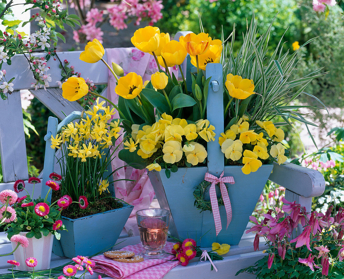Tulipa (Tulpen), Viola wittrockiana Bingo 'Clear Yellow'