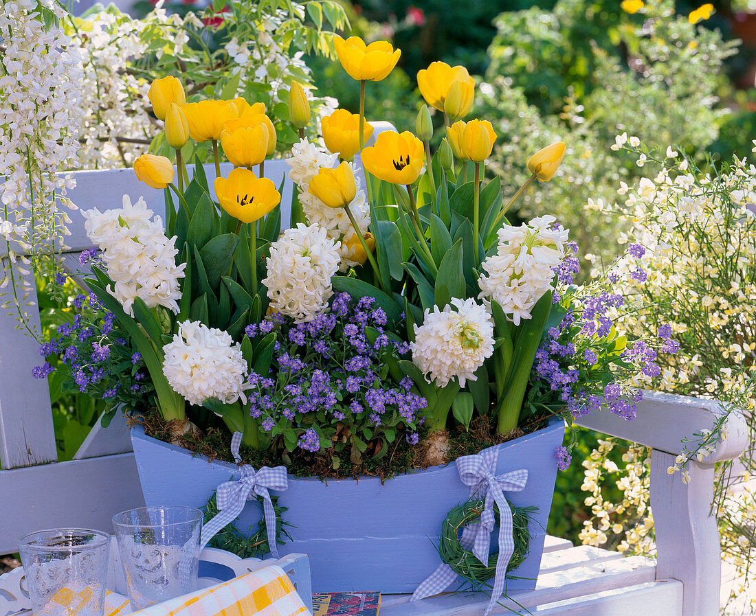 Tulipa (Tulpen), Hyacinthus (Hyazinthen), Myosotis