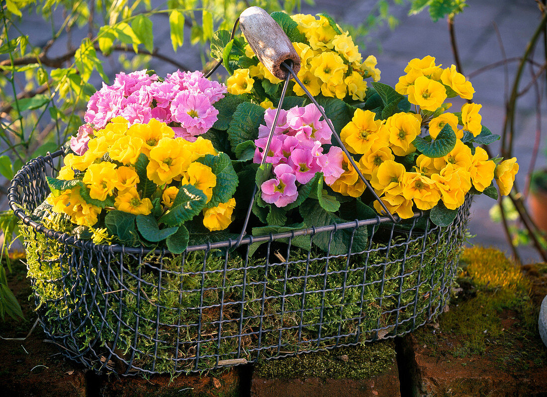 Drahtkorb mit Moos ausgelegt und Primula acaulis