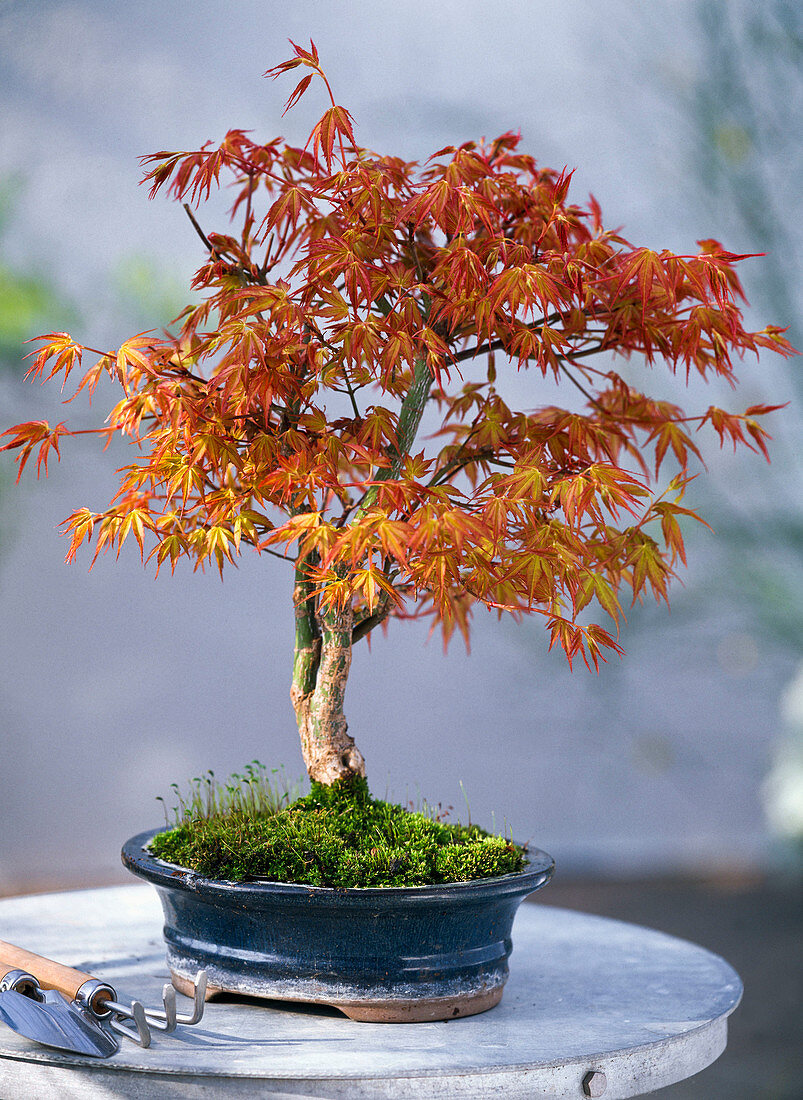 Acer palmatum 'Kotohime' (Japanischer Fächerahorn)