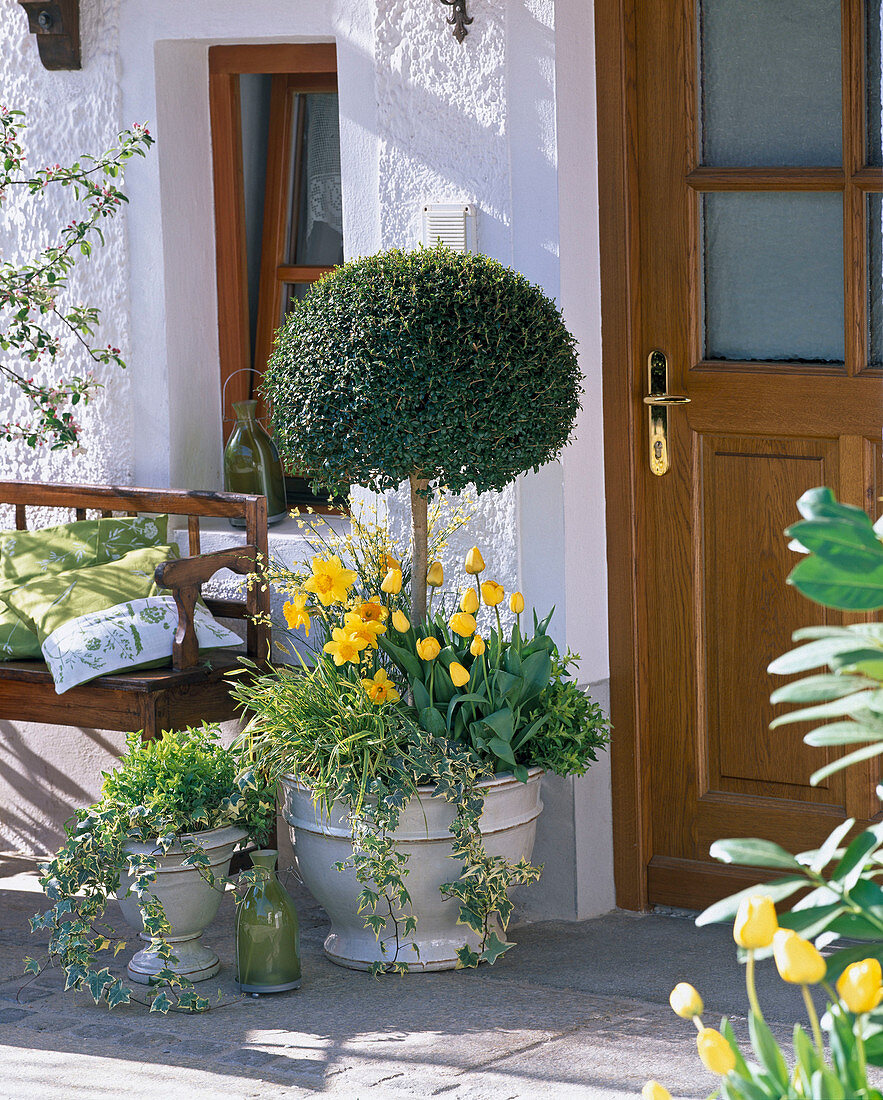 Buxus (Buchsstämmchen) unterpflanzt mit Tulipa (Tulpen), Narcissus