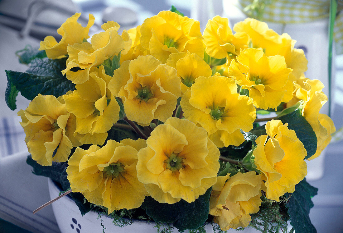 Primula acaulis (spring primrose)