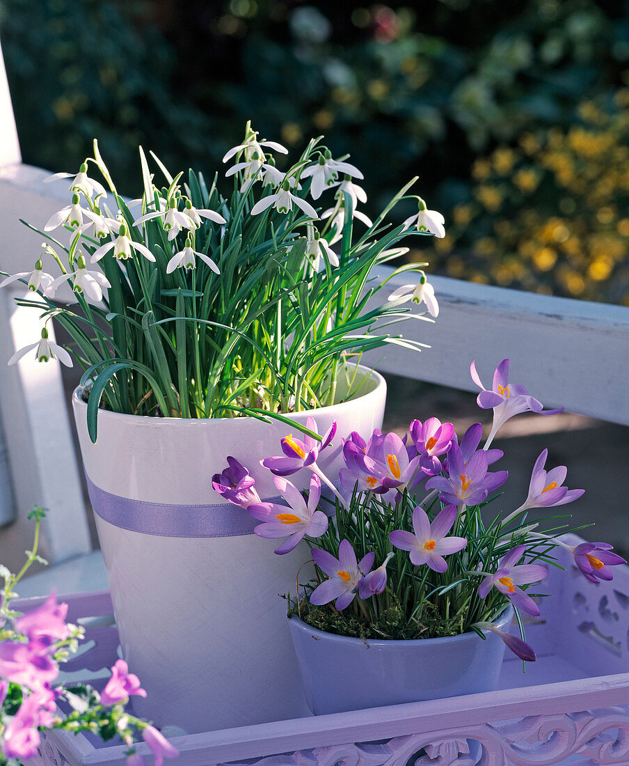 Galanthus (Schneeglöckchen), Crocus (Krokusse)