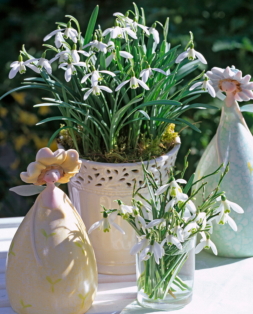 Galanthus (snowdrop) in pot and in jars